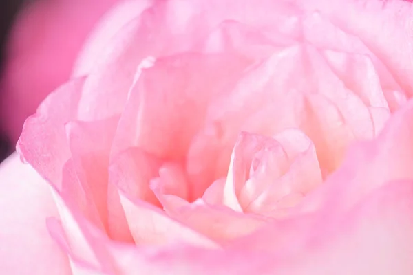 Close up of beautiful  rose flower background — Stock Photo, Image