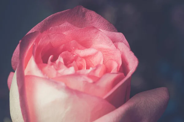 Close-up de fundo bela flor de rosa — Fotografia de Stock