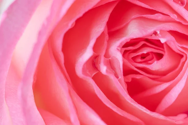 Close-up de fundo bela flor de rosa — Fotografia de Stock