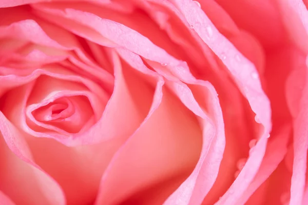 Close-up de fundo bela flor de rosa — Fotografia de Stock