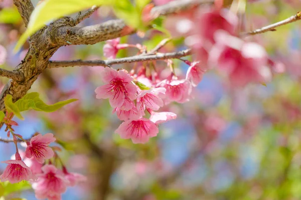 Kwiat wiśni lub kwiat Sakura na tle natury — Zdjęcie stockowe