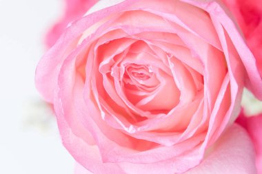 Güzel gül çiçeğinin arkaplanını kapat