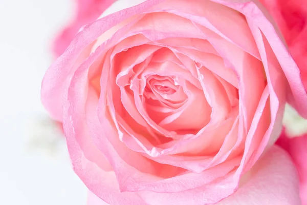 Close-up de fundo bela flor de rosa — Fotografia de Stock