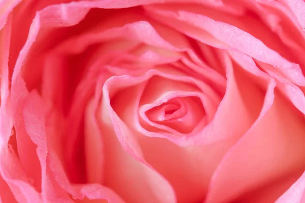 Close-up de fundo bela flor de rosa — Fotografia de Stock