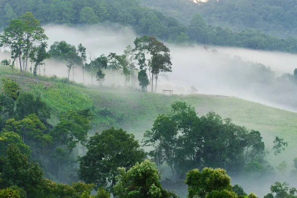 Nevoeiro matutino na densa floresta tropical, (Doi-Laung), Chiang-Da — Fotografia de Stock