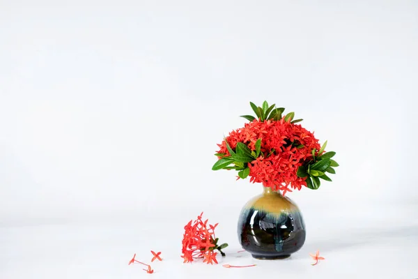 Ixora czerwony kwiat niebieski wazon ceramiczny — Zdjęcie stockowe