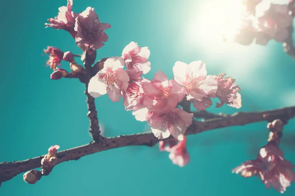 Flor de cerejeira ou flor Sakura no fundo da natureza. efeito de filtro — Fotografia de Stock