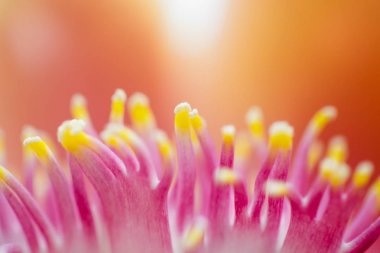 Cannonball ağaç veya Sal ağaç closeup Cannonball çiçek. 