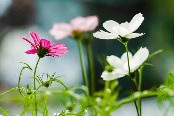 Cosmos rosa flor en el campo en la hora de la puesta del sol —  Fotos de Stock