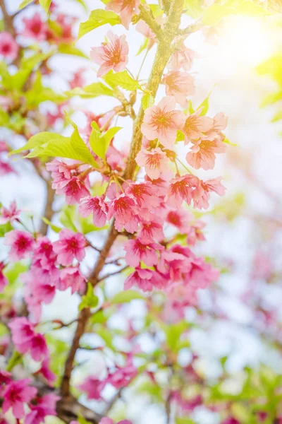 Άνθος κερασιάς ή λουλούδι Sakura στο φόντο της φύσης — Φωτογραφία Αρχείου