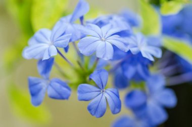 Mavi plumbago Çiçek bahçesinde (au Cape Leadwort veya Plumbago