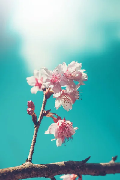 Flor de cerejeira ou flor Sakura no fundo da natureza. filtro eff — Fotografia de Stock