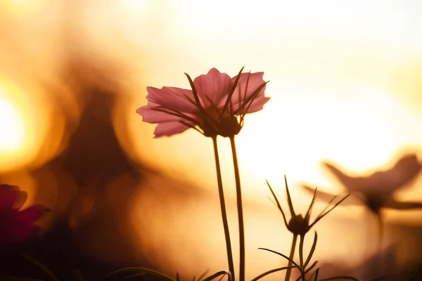 Rosa Kosmos Blume auf dem Feld bei Sonnenuntergang — Stockfoto