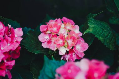 Ortanca çiçek (Hydrangea macrophylla) bir Bahçe