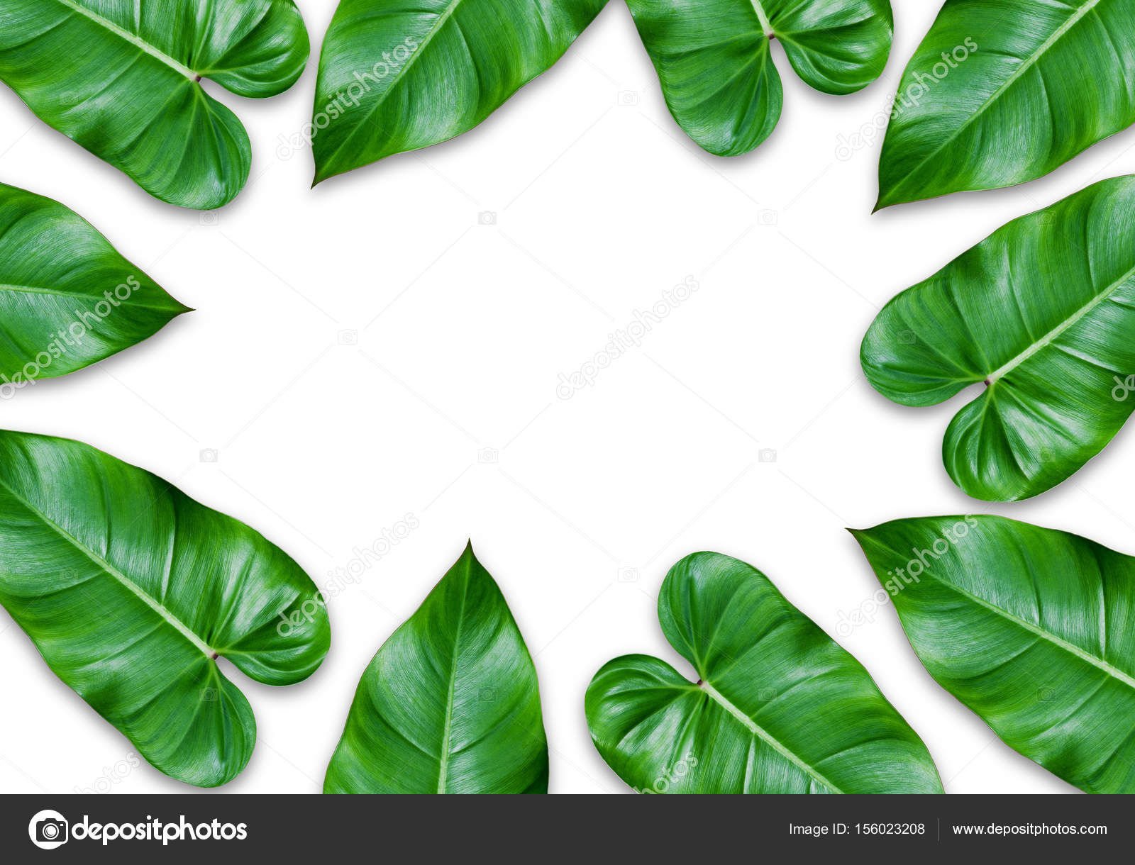 Feuilles Images Libres De Droit Photos De Feuilles Depositphotos Feuilles Images Libres De Droit Photos De Feuilles Depositphotos