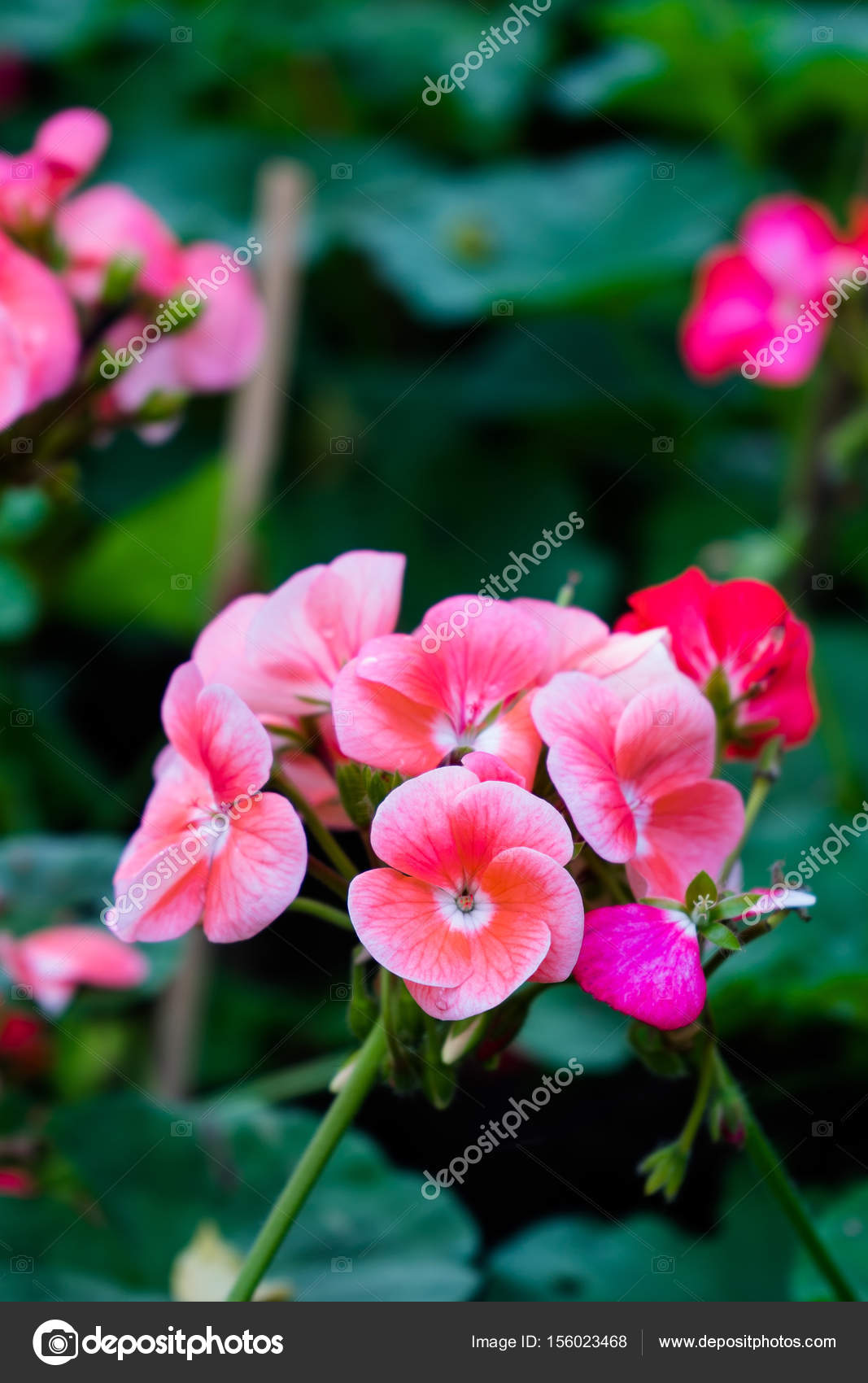 Flor de gerânio, Pelargonium x hortorum L.H.Bail (Geraniaceae) fotos,  imagens de © pritsadee #156023468