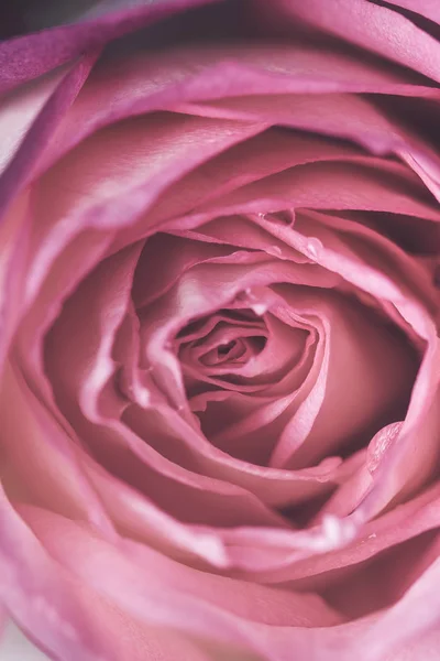 Close-up de fundo bela flor de rosa — Fotografia de Stock