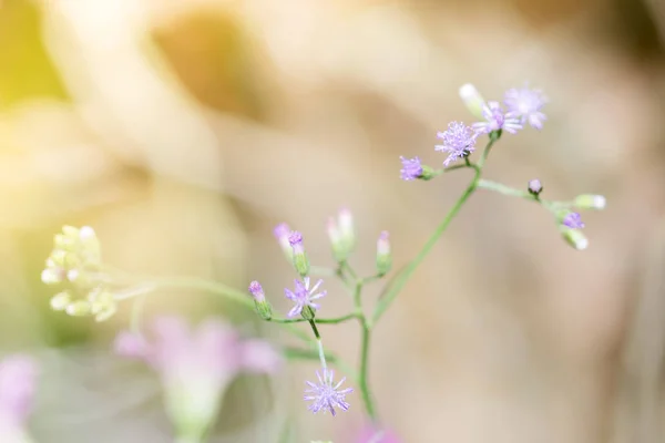 Flores de hierba en el campo, enfoque selectivo — Foto de Stock