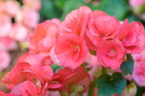 Tüberoz begonias (Begonia tuberhybri çok sayıda parlak çiçek