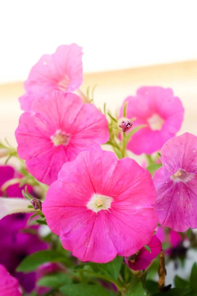 Purpurfarbene Petunienblüten im Garten im Frühling — Stockfoto