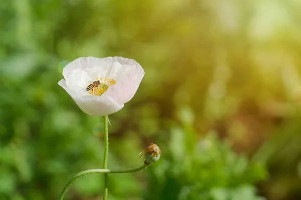 Mohnblume mit bestäubender Biene im Garten. — Stockfoto