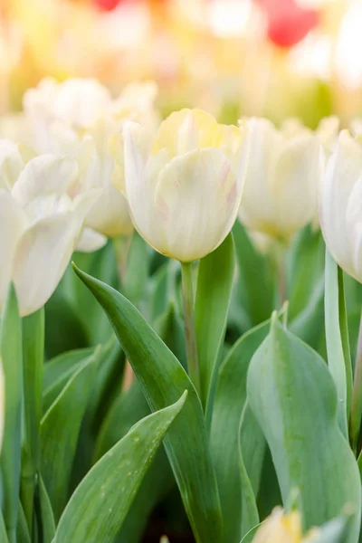 Blooming spring flowers tulips in the sunlight — Stock Photo, Image