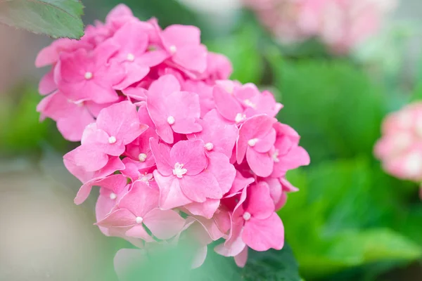 정원에서 수 국 꽃 (꽃) — 스톡 사진
