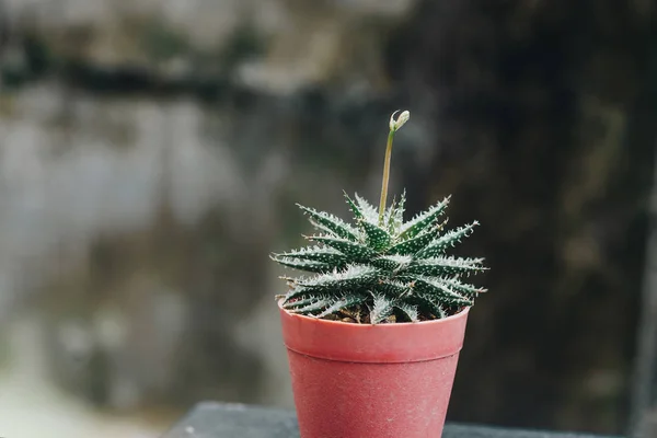 Ein Kaktus im Topf auf dunklem Hintergrund — Stockfoto