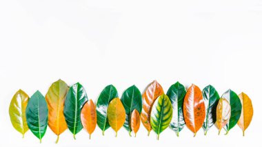 Orman ağaç sınırından parlak arka plan üzerinde renkli yaprakları yapılmış. 