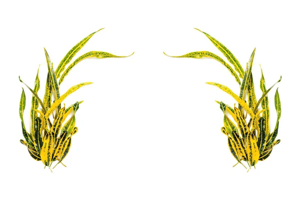 Кадр з Codiaeum variegatum (л.) Blume ізольовані на білий назад — стокове фото
