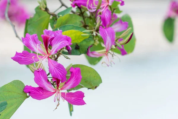Flor rosa cerrada (Bauhinia purpurea o árbol de la mariposa, orco —  Fotos de Stock