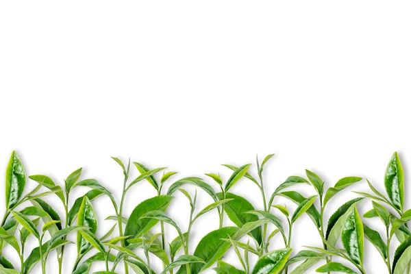 Zielony liść herbaty na białym tle. — Zdjęcie stockowe