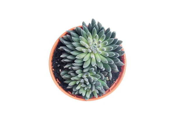 Vista superior de cactus pequeños — Foto de Stock