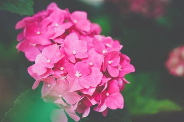 Ortanca çiçek (Hydrangea macrophylla) bir Bahçe