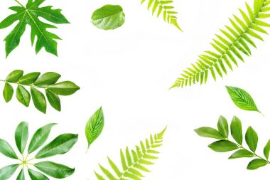 beyaz zemin üzerine yeşil yaprakları çerçeve. düz lay.