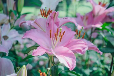 Lilyum çiçek buketi bahçede. Bahar çiçekleri