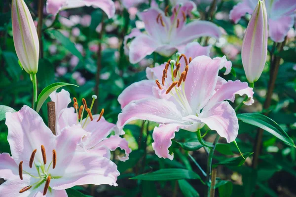 Lilien blühen im Garten. Frühlingsblumen — Stockfoto