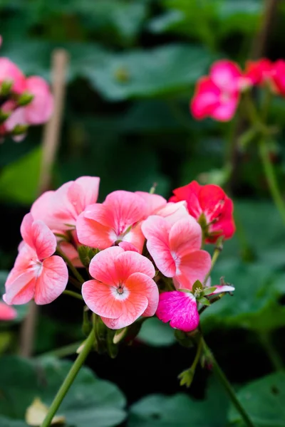 Geranium blomma, Pelargonium x hortorum L.H.Bail (näveväxter) jag — Stockfoto