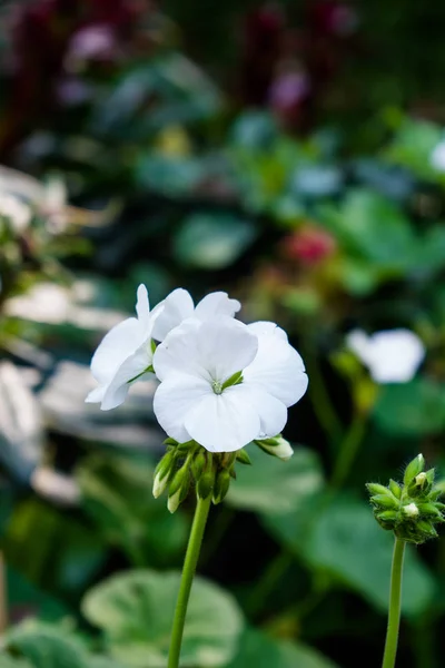 Flor de gerânio, Pelargonium x hortorum L.H.Bail (Geraniaceae) — Fotografia de Stock