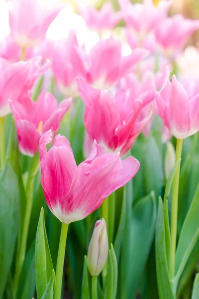 Beautiful bouquet of tulips. colorful tulips. tulips in spring, — Stock Photo, Image