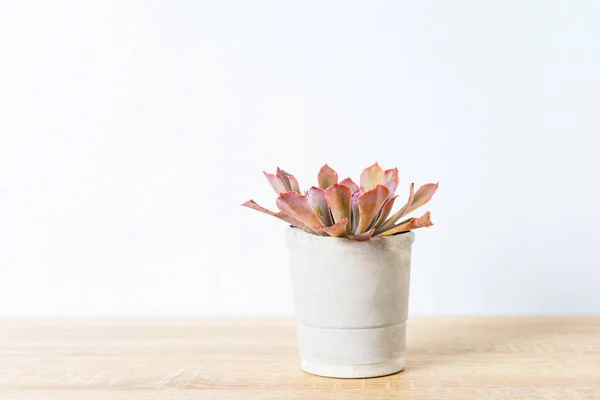 Kaktus dalam dekorasi vas di meja kayu — Stok Foto