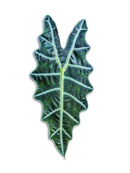 Alocasia denunata 잎 백색 backgrond에 고립. — 스톡 사진