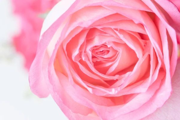 Close-up de fundo bela flor de rosa — Fotografia de Stock