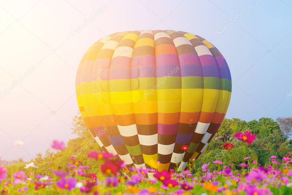 Hot air balloon flying over cosmos flowers fields