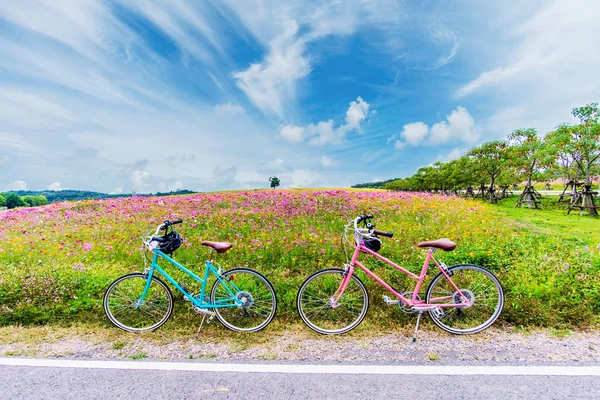 Beautiful Landscape Image Bicycles Cosmos Flower Field — Stock Photo, Image