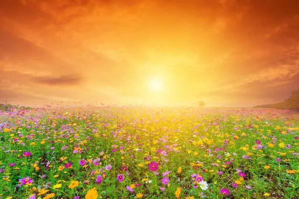コスモス花畑夕日と美しい風景の画像 — ストック写真
