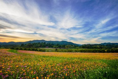 cosmos çiçek alan gün batımında güzel manzara resimle.
