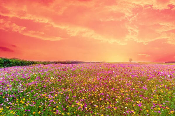Schönes Landschaftsbild Mit Kosmos Blumenfeld Bei Sonnenuntergang — Stockfoto