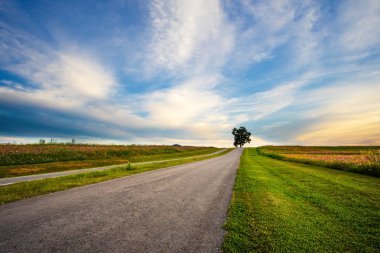 Manzara doğa arka plan güzel cosmos çiçek alanının 