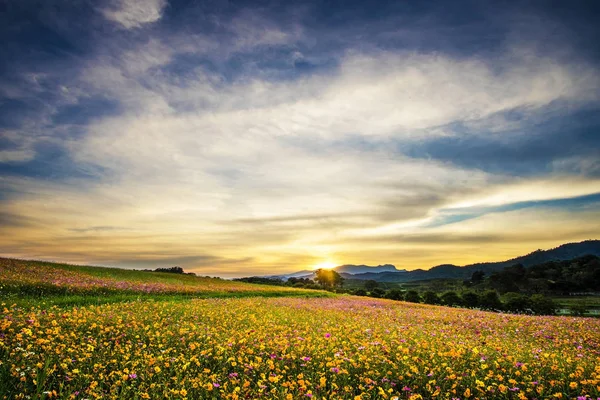 cosmos çiçek alan gün batımında güzel manzara resimle.